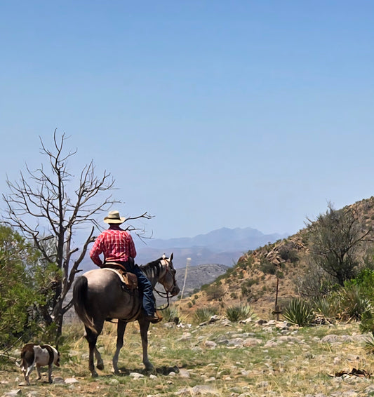 Elgin: Woodland Gallop Horseback Ride