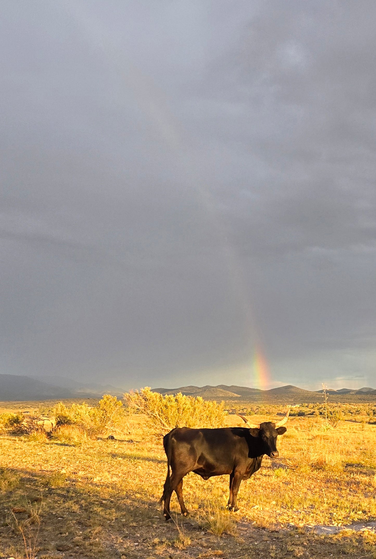 Elgin: Woodland Gallop Horseback Ride