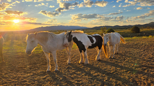 Elgin: Peak Horse Ride Trail Adventure