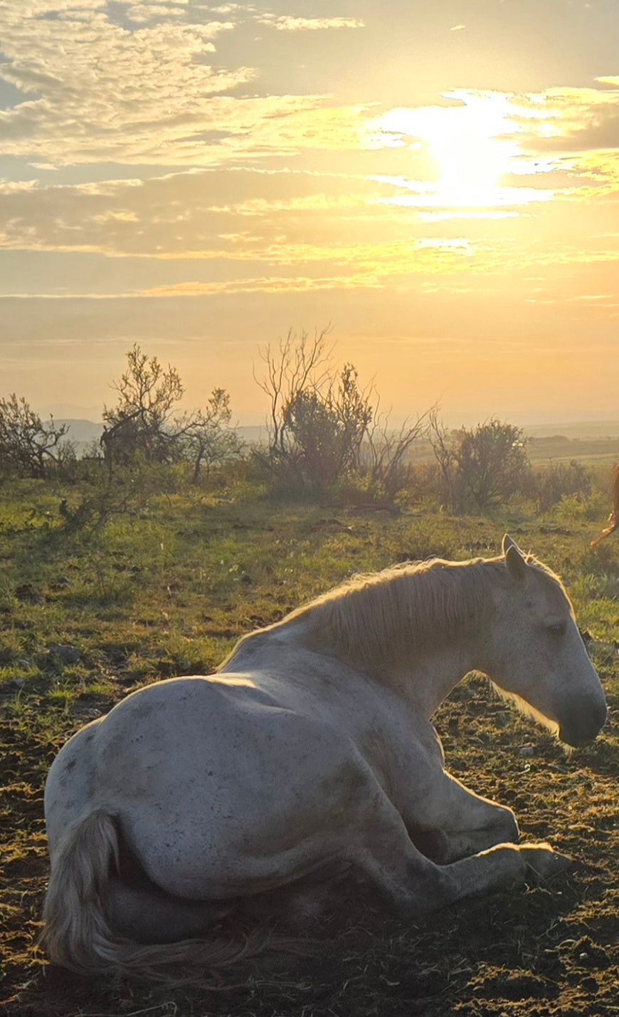 Elgin: Woodland Gallop Horseback Ride