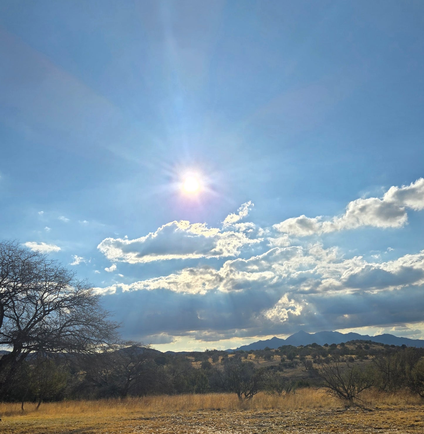 Elgin: Woodland Gallop Horseback Ride