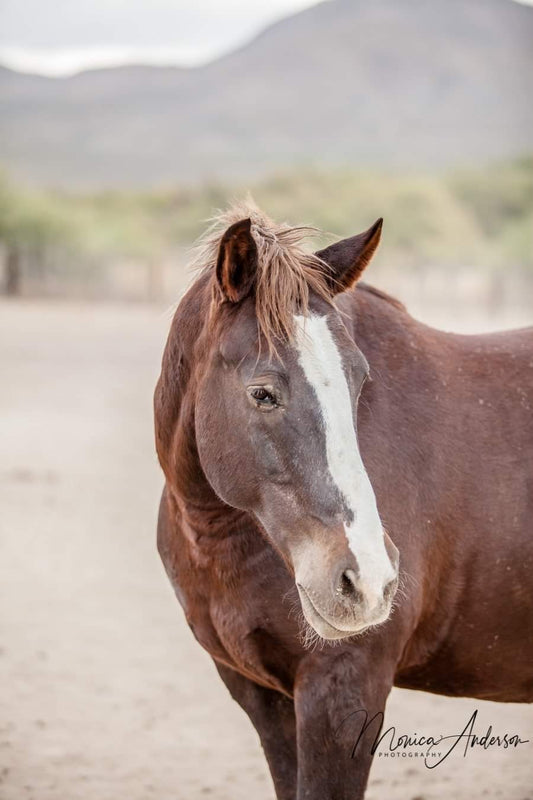 Elgin: Ridge Horseback Trail Ride Explorer