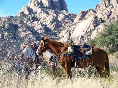 Elgin: Full-Day Horseback Ride Trek Journey + Lunch