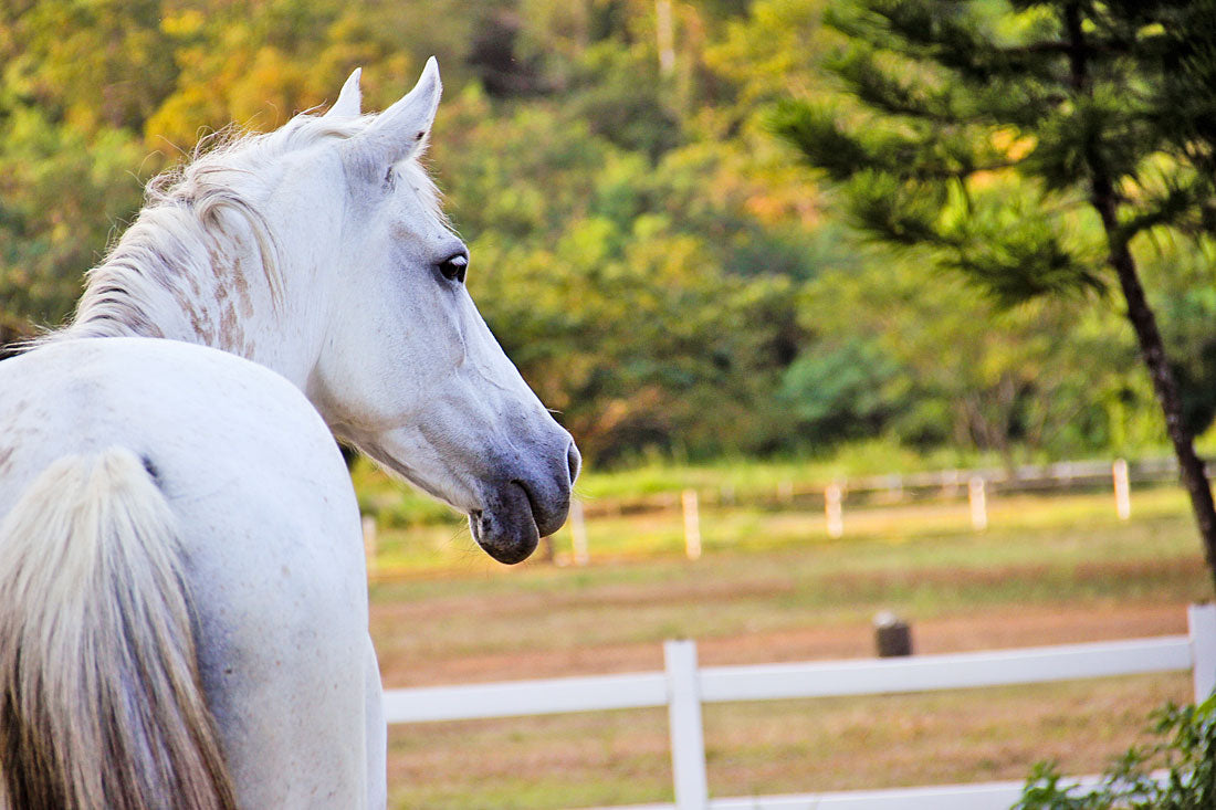 Pampanga: Trail Horseback Ride Adventure + Pick-up Available