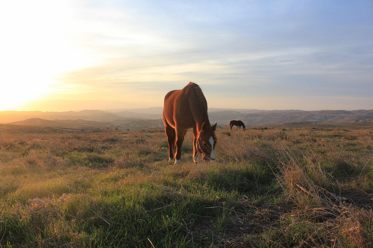 New South Wales: 1.25-Hour Rise & Shine Early Morning Horse Ride