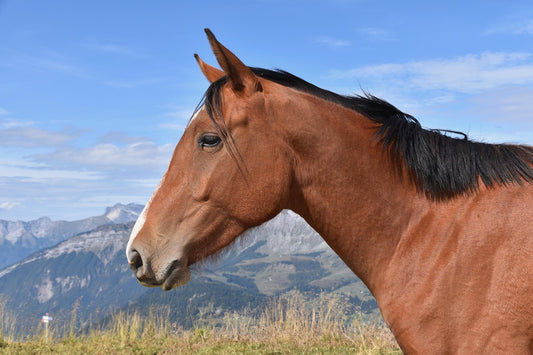 Borjomi, Georgia: 1-Hour Horse Riding Tour + Pick-Up Available