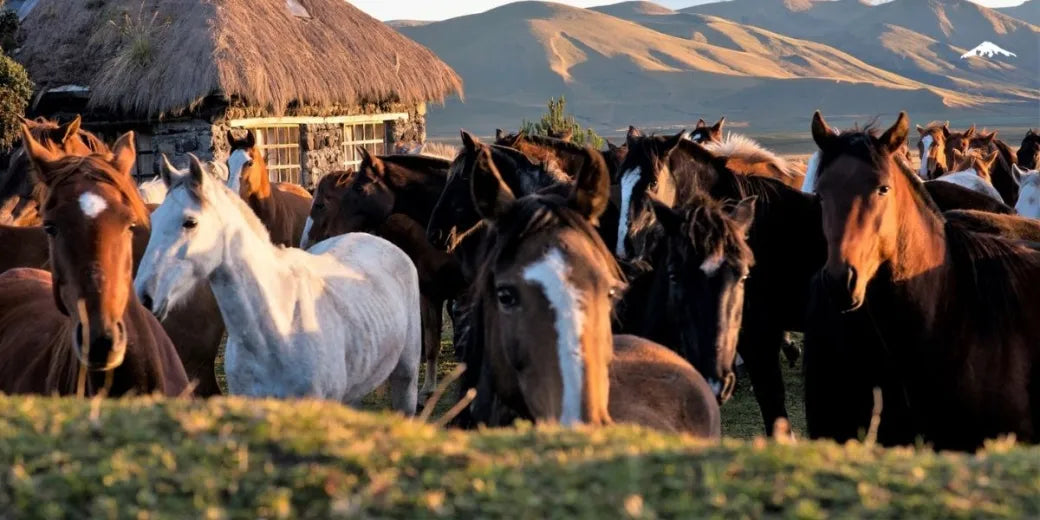 Quito: Highland Horseback Ride + Hot Drinks + Optional Lunch + Hotel Pick-up