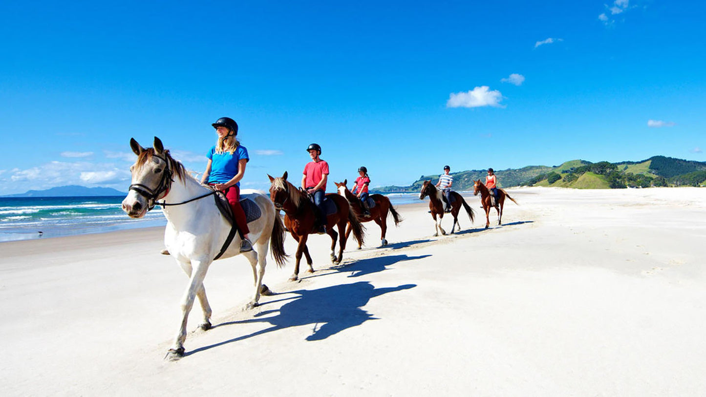 Auckland: Horseback Riding Through Vines with Wine & Dine