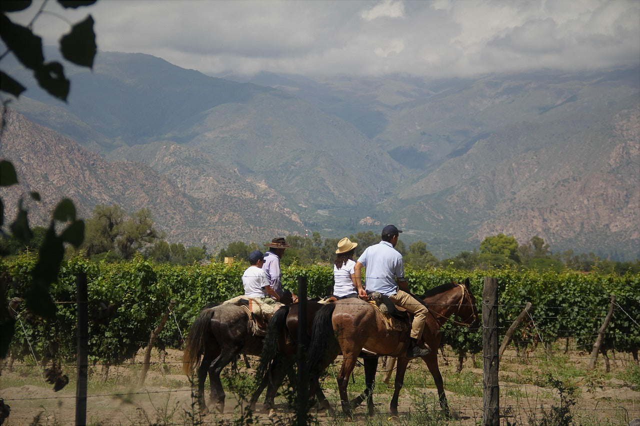 New South Wales: 1-Hour Vineyard and Bush Horse Ride - Beginner-friendly