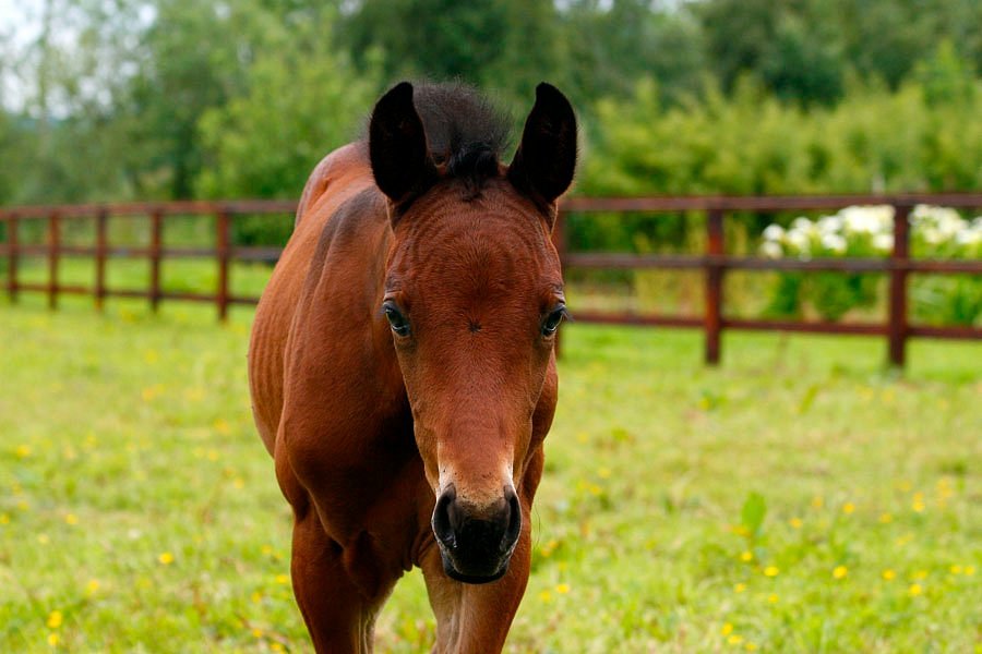 County Antrim: Private Into the Woods Horseback Ride Trek + Pick-up Available
