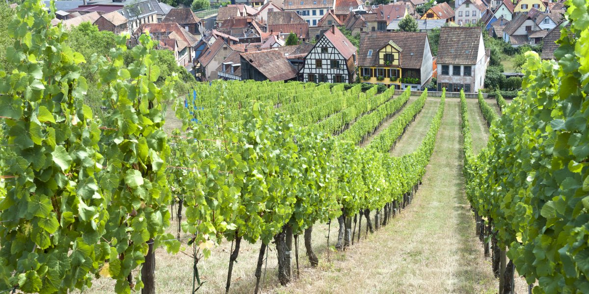 Half day in Alsace villages and wine tour