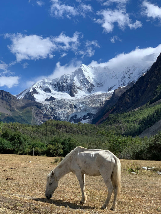 Glenorchy, New Zealand: Full-Day Backcountry Horse Trek + Lunch