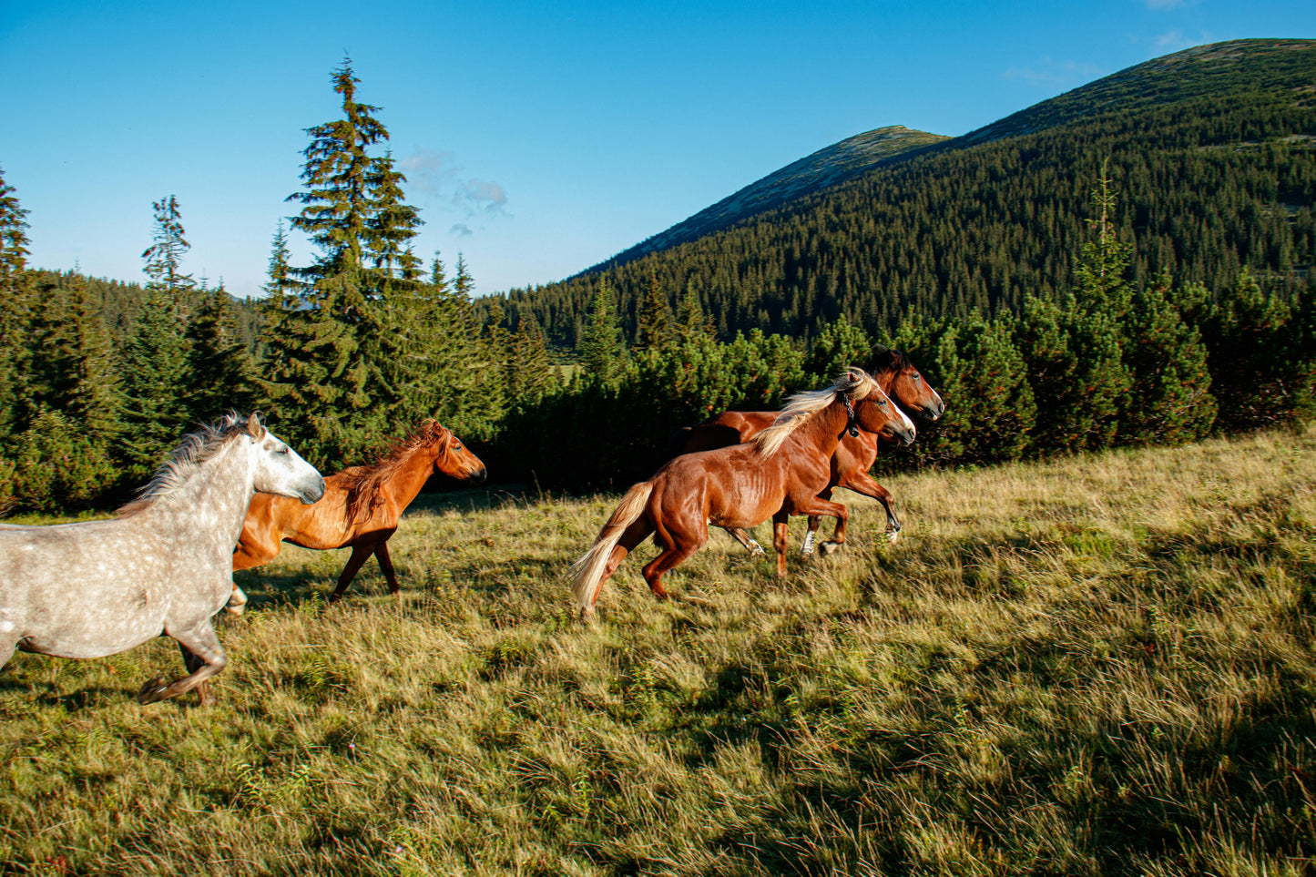 Kauai, Hawaii: 1-5-Hour Scenic Private Horseback Rides