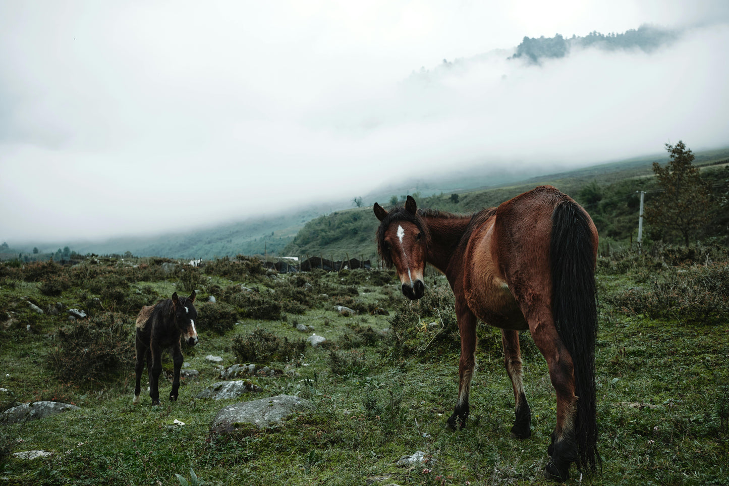 Asureti, Georgia: Full-Day Horseback Experience for Experienced Riders + Lunch