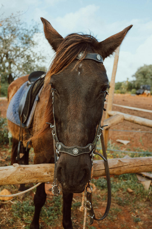 Melides: 1.75-Hour Horse Ride in the Alentejo Hills & Forest