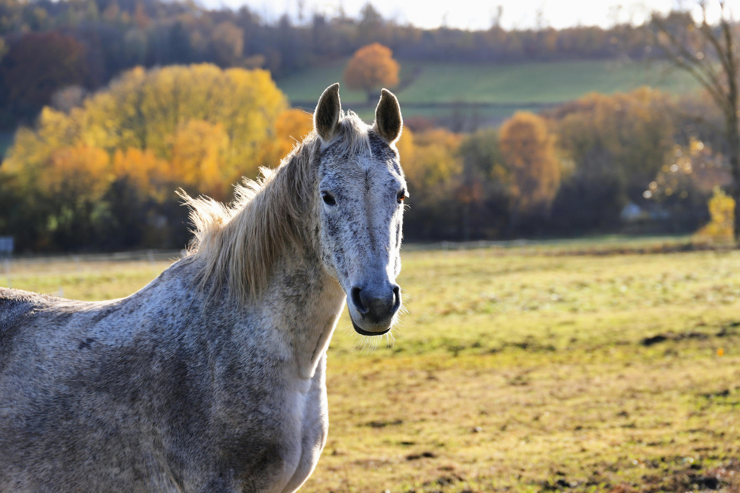 Solvang: Classic Cowboy Trail Adventure + Pick-up Available