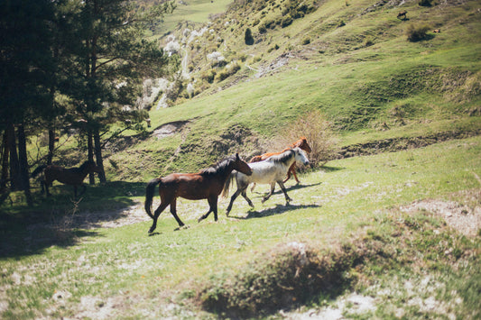 Samegrelo, Georgia: A 4-Hour Horseback Adventure