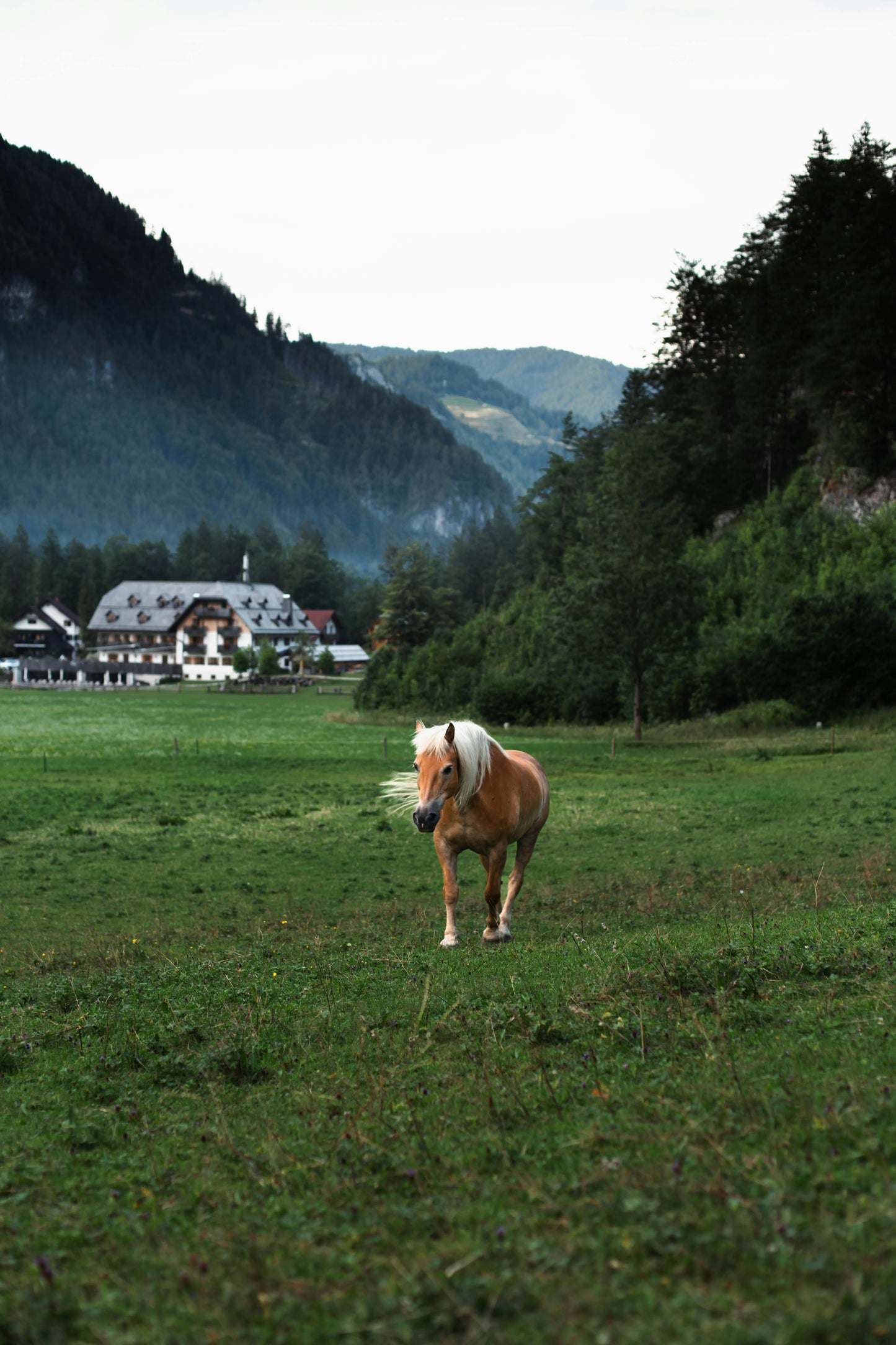 Glenorchy, New Zealand: Full-Day Backcountry Horse Trek + Lunch
