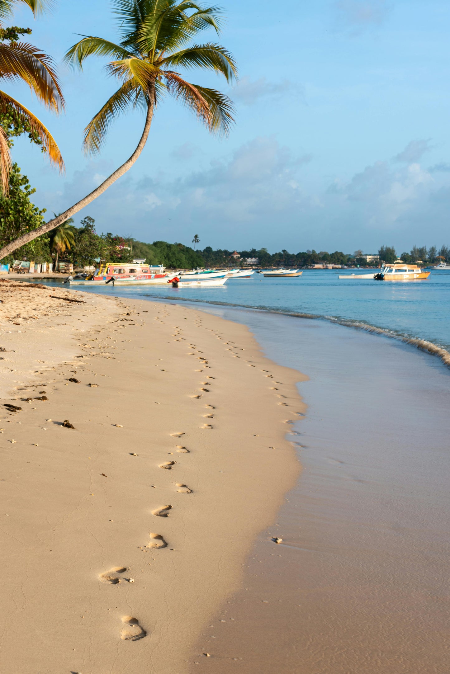 Buccoo Bay: 2-Hour Swim with Horses Unique Experience