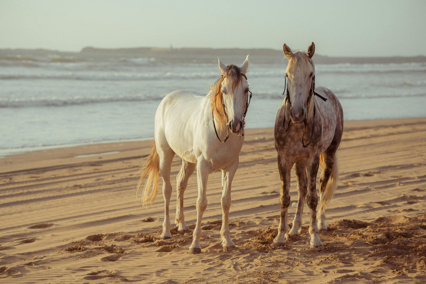 Kilindi, Zanzibar: 2-Hour Kilindi Bay Early Morning Beach Ride