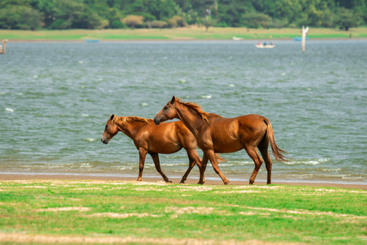 Kappalady: 1-Hour Exclusive Beach & Lagoon Horse Trek