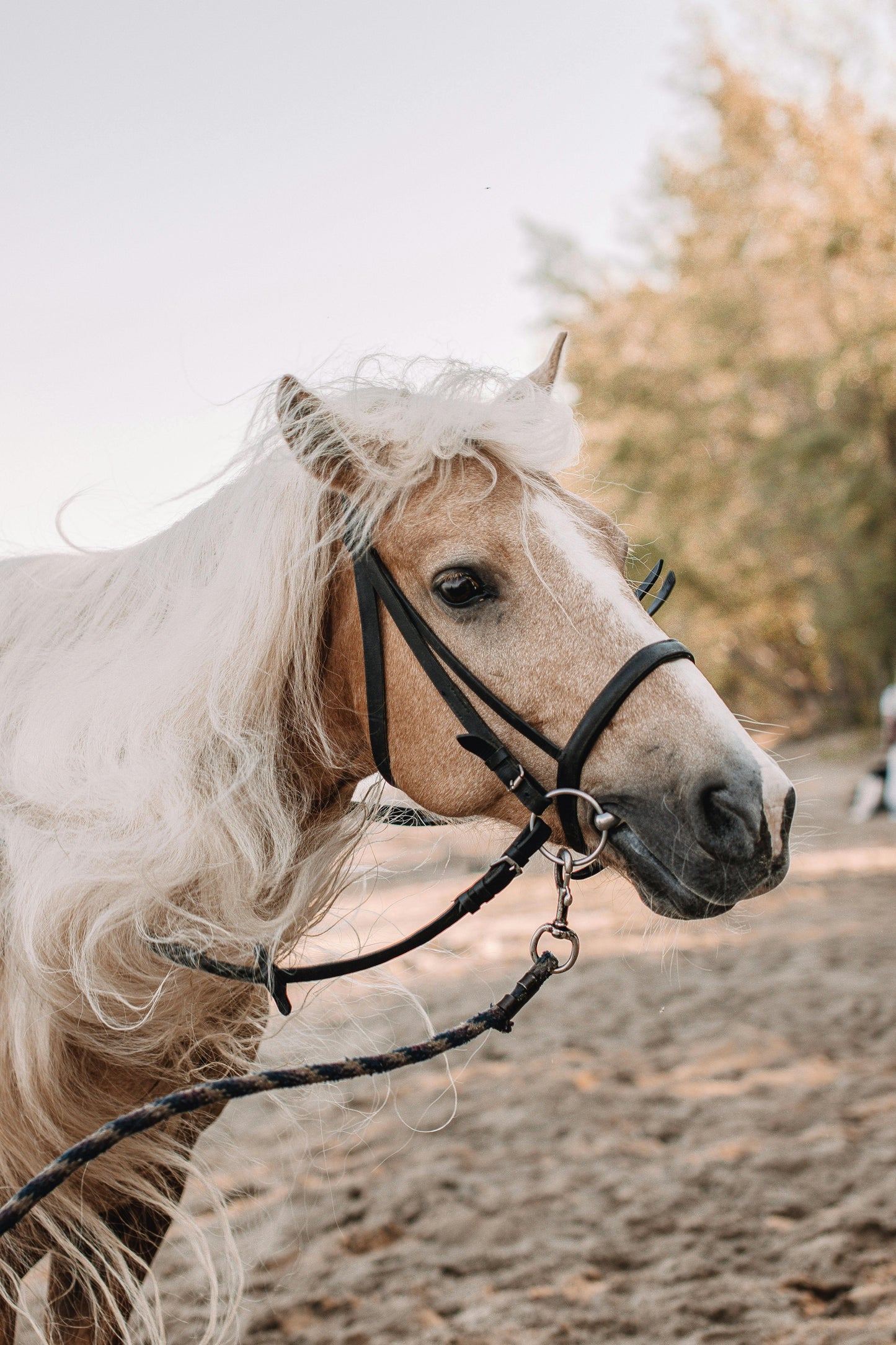 Ilocos Norte: White Rock Beach Majesty Horseback Ride + Pick-up Available
