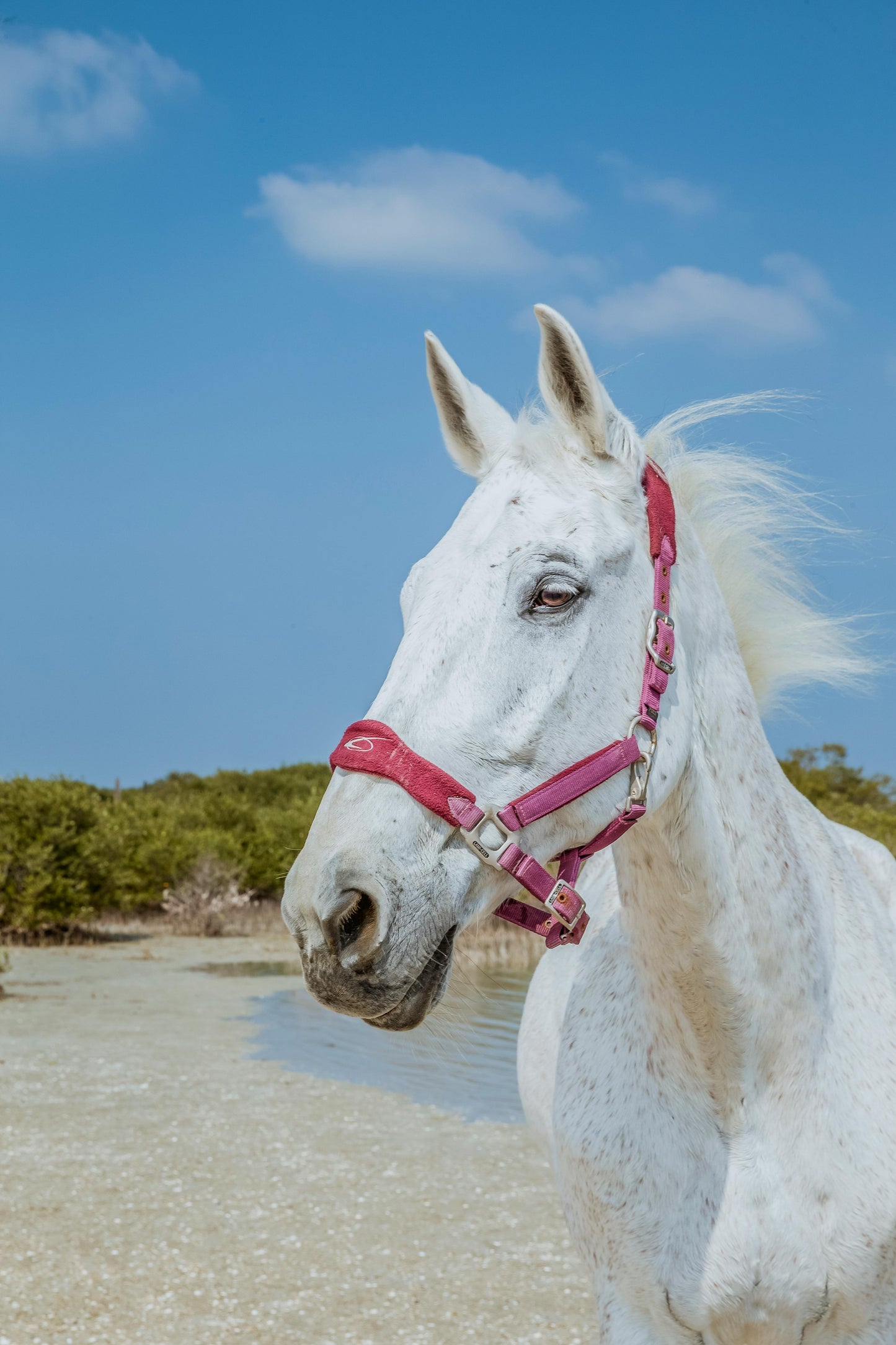 Abu Dhabi, UAE: 50-Minute Beach Horseback Ride (Sunrise/Sunset)