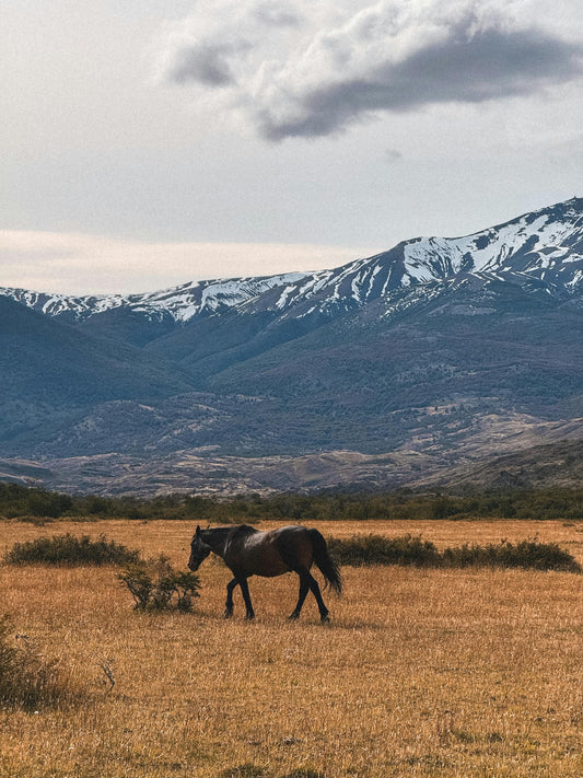 Santiago: Private Horseback Ride to Volcanoes + Lunch + Wine Tasting + Hotel Pick-up