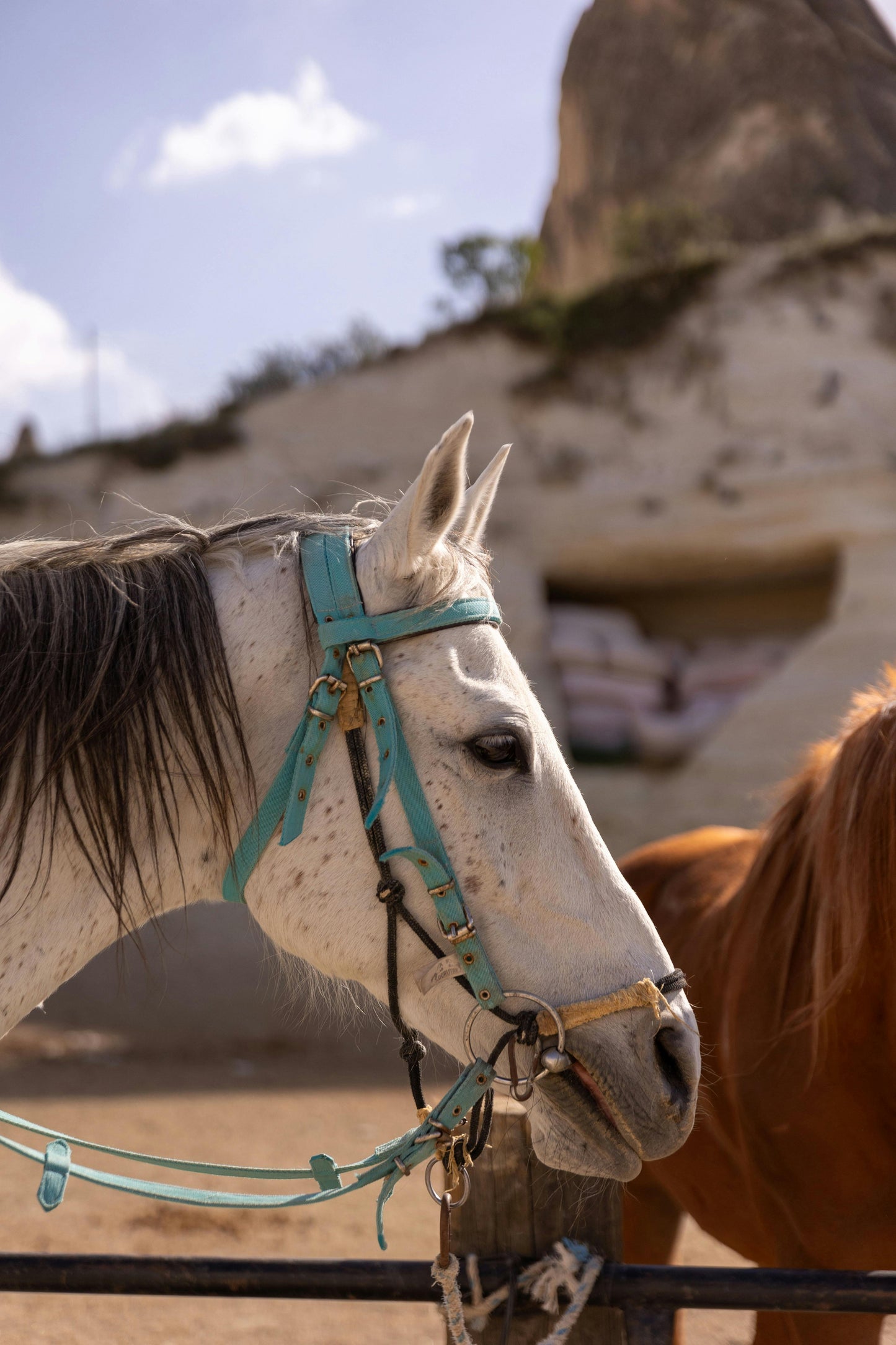 North Antrim: Enchanted Mini Hooves + Pick-up Available