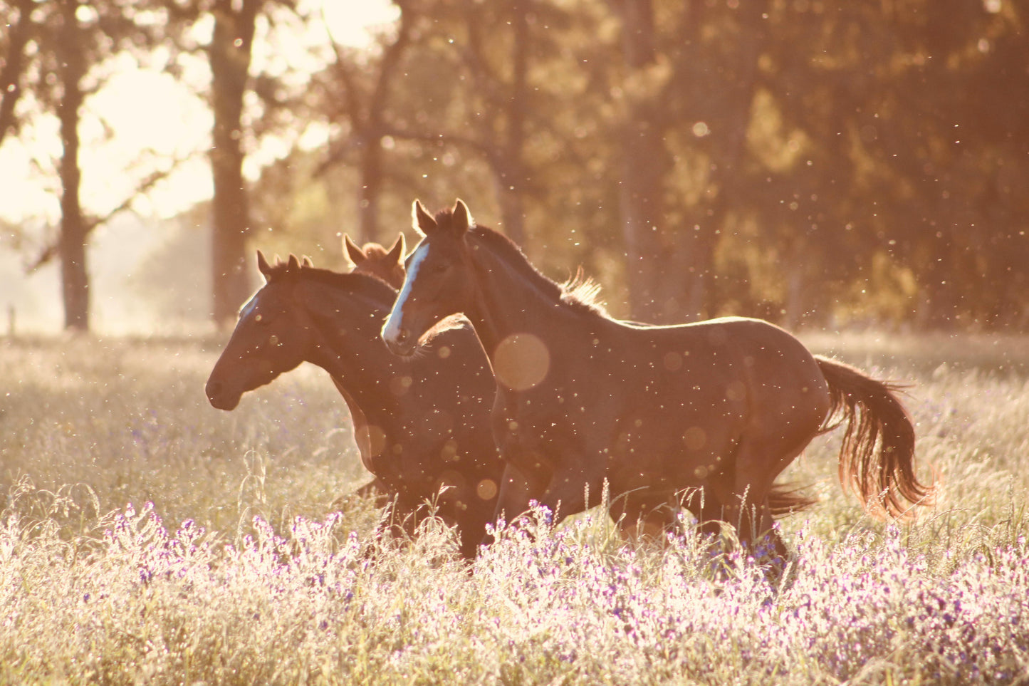 Glenorchy, New Zealand: Horseback Ride Along the Rees River