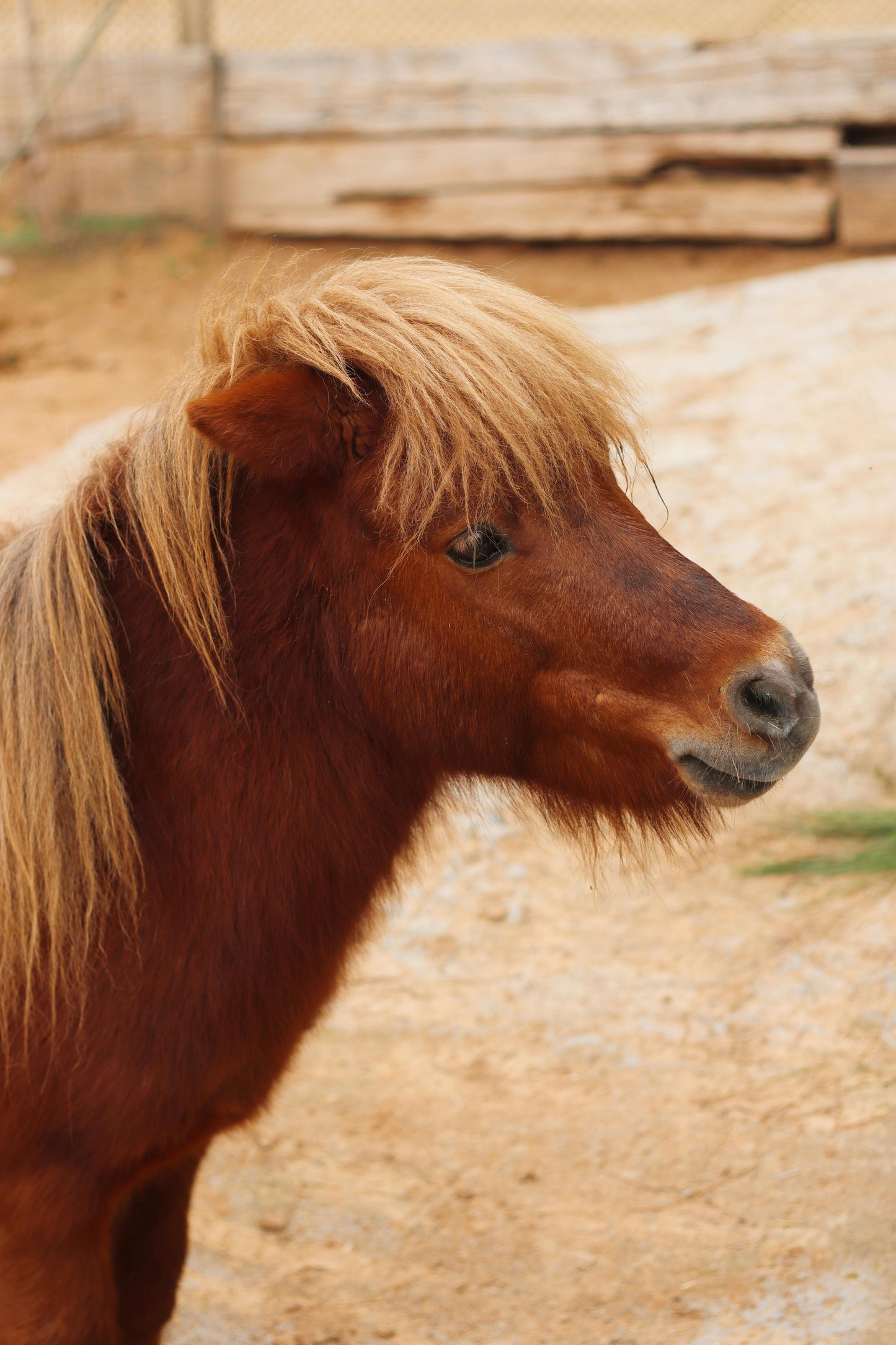 Bordeaux, France: Horseback Vineyard & Chateau Tour + Pick-Up