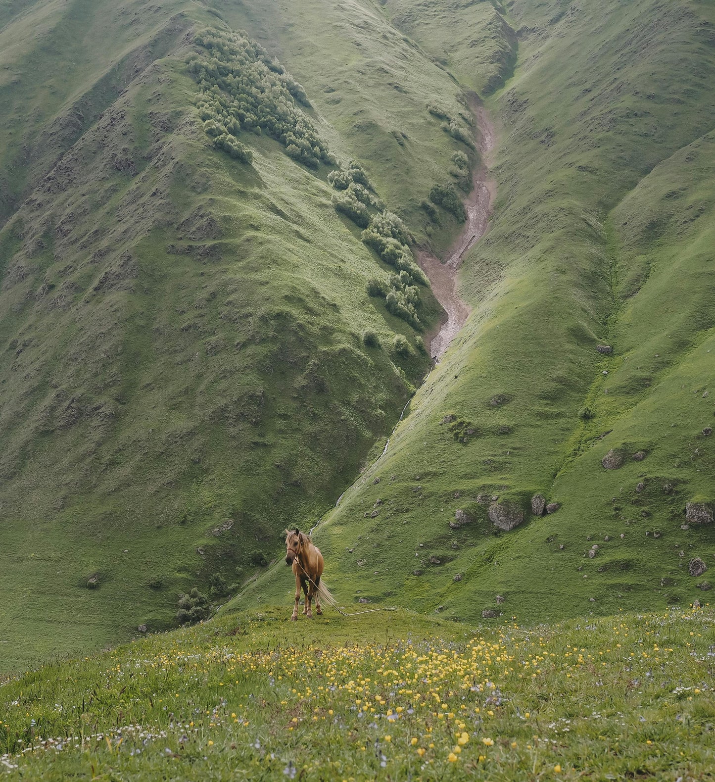 Glenorchy: Full Day Horseback Ride Adventure + Picnic Lunch + Pick-up Available