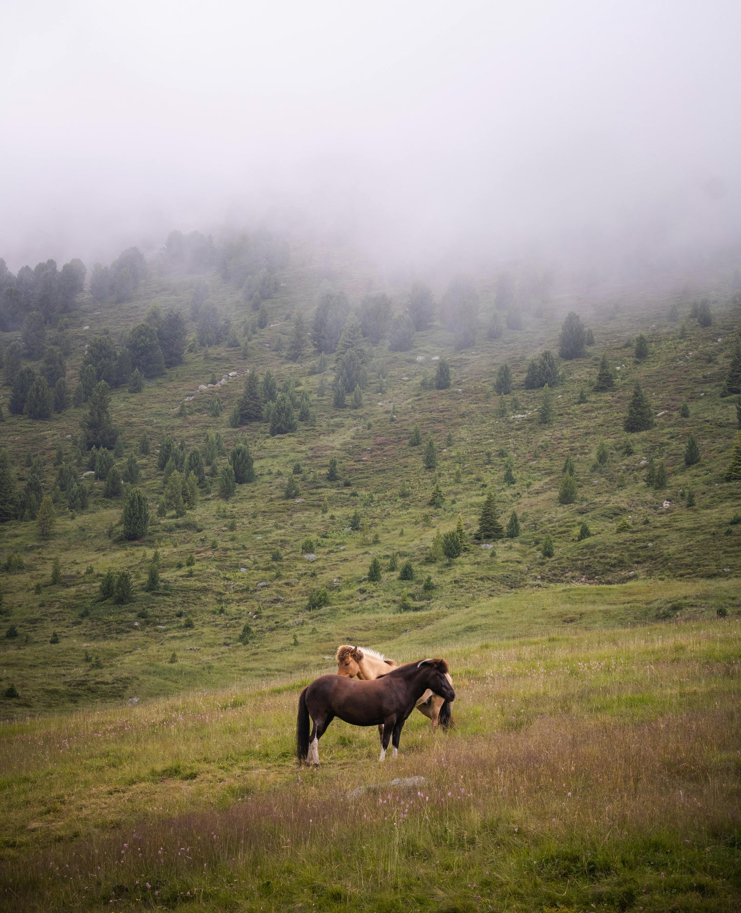 Asureti, Georgia: Full-Day Horseback Experience for Experienced Riders + Lunch