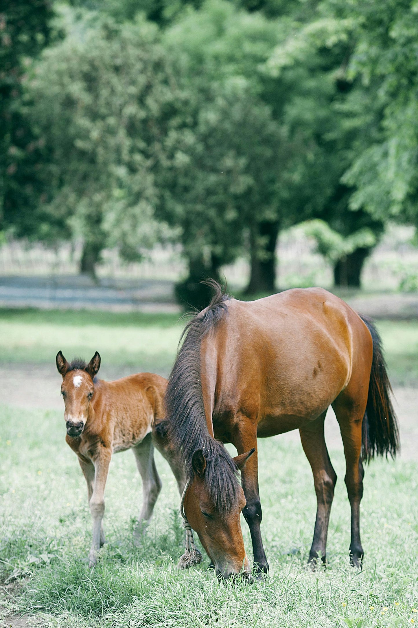 Pretoria, South Africa: Horse Ride & Romantic Picnic