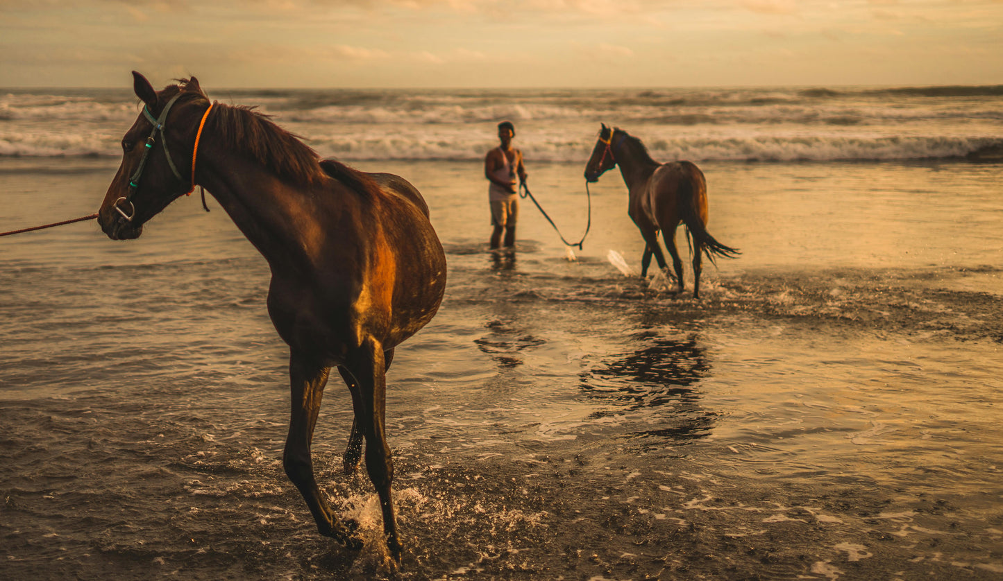 Agonda, Goa, India: 30-Minute Horse Swim Adventure