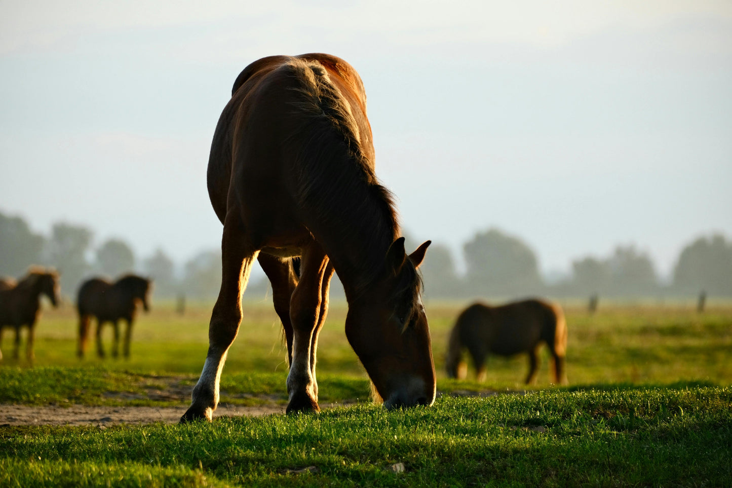 Kappalady: 1-Hour Exclusive Beach & Lagoon Horse Trek