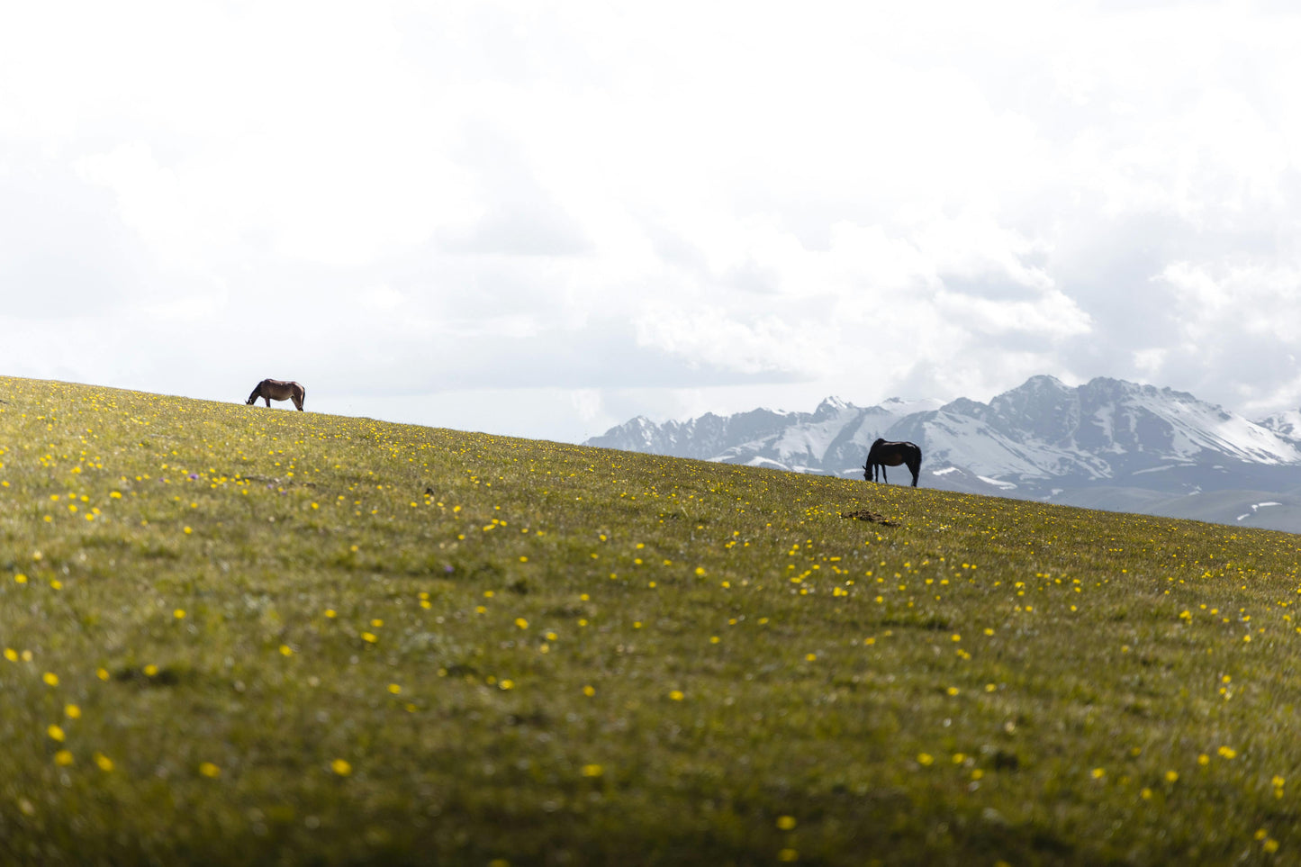 Glenorchy, New Zealand: Full-Day Backcountry Horse Trek + Lunch