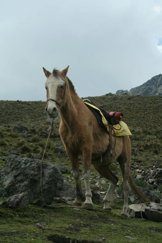 Sacred Valley: Full Day Moray & Salt Pans Horseback Expedition + Lunch (Intermediate - Advanced Riders)
