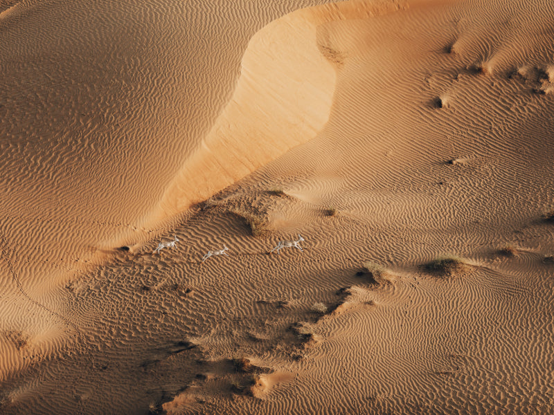 Desert Sunrise Balloon & Falcon Experience