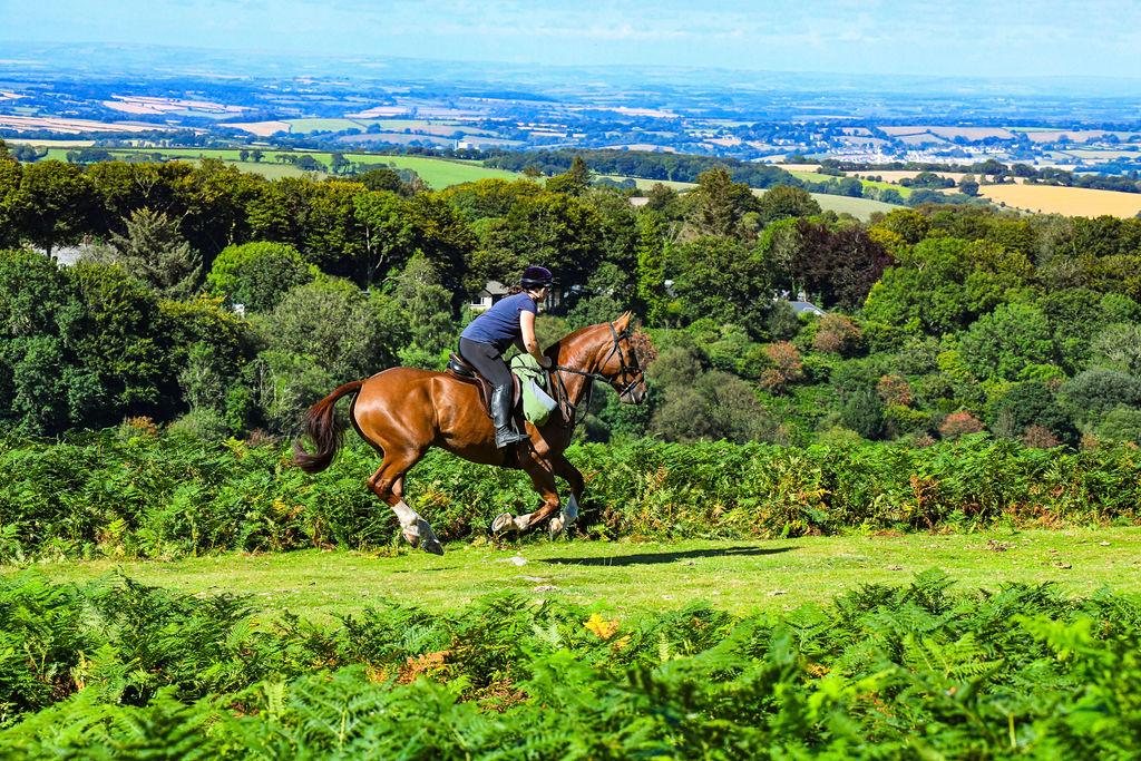 West Berkshire: Private Bold Horizons Horseback Ride + Pick-up Available
